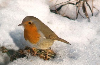 ../images/home/il-pettirosso.jpg ../images/home/il-pettirosso.jpg
