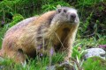 marmotta