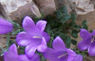 ../images/home/artoff36.jpg ../images/home/artoff36.jpg